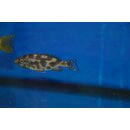 Nimbochromis livingstonii 7 - 10 cm
