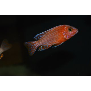 Aulonocara fire Fish  5 - 6 cm