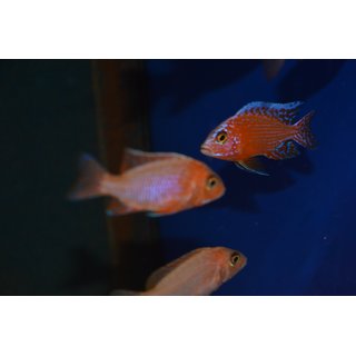 Aulonocara fire Fish  5 - 6 cm