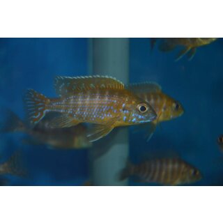 Aulonocara sp. stuartgranti "maleri maleri" 6 - 8 cm