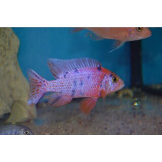 Aulonocara mamelade cat 5 - 7 cm