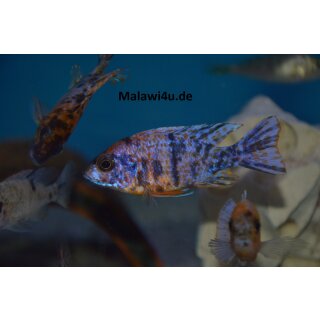 Aulonocara mamelade cat 5 - 7 cm