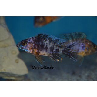 Aulonocara mamelade cat 5 - 7 cm