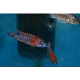 Aulonocara red rubin 6 - 9 cm