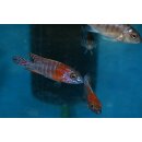 Aulonocara red rubin 6 - 9 cm