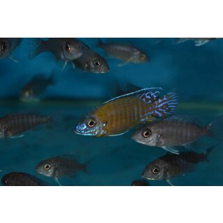 Aulonocara stuartgranti "usyssia" WFNZ 5 - 6 cm