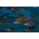 Aulonocara stuartgranti "usyssia" WFNZ 5 - 7 cm