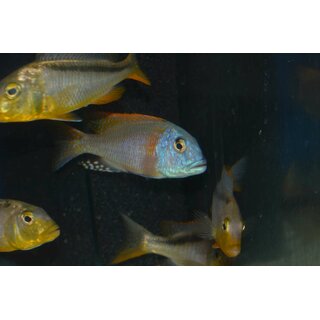 Buccochromis rhoadesii yellow 9 - 11 cm WFNZ