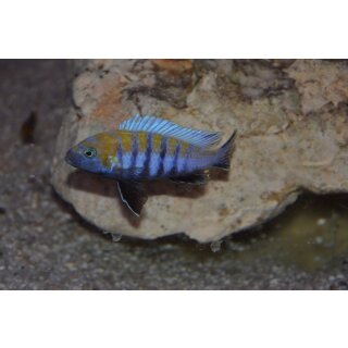 Cynotilapia zebroides Cobue WFNZ 4 - 5 cm