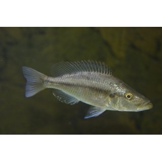 Dimidiochromis strigatus 4 - 5 cm