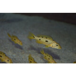 Exochochromis anagenys 4 - 5 cm