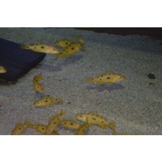 Exochochromis anagenys 4 - 5 cm