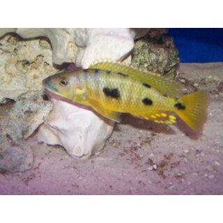 Exochochromis anagenys 4 - 5 cm