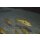 Exochochromis anagenys 6 - 8 cm