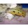Exochochromis anagenys 6 - 8 cm