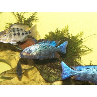 Fossorochromis rostratus  7 - 10 cm