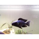 Fossorochromis rostratus  7 - 10 cm