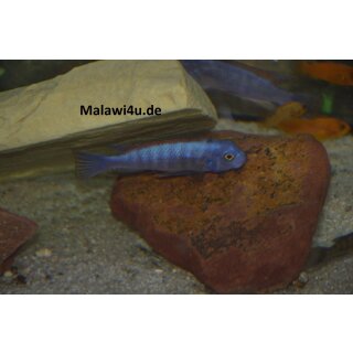 Labeotropheus trewavasae thumbi west 4 - 5  cm