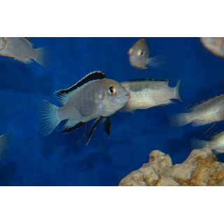 Labidochromis caeruleus sp. white Nkahta Bay WFNZ 3 - 5 cm