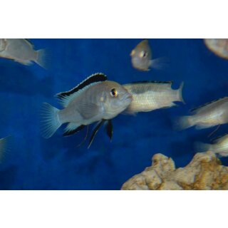 Labidochromis caeruleus sp. white Nkahta Bay WFNZ 3 - 5 cm