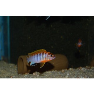 Labidochromis sp. hongi red top schweden 3 - 4 cm