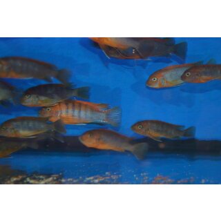 Labidochromis sp. hongi red top schweden 3 - 4 cm