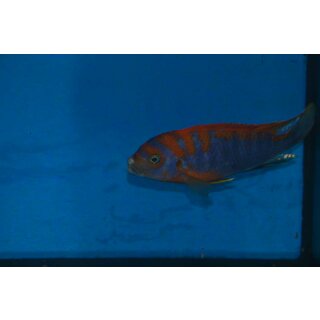 Labidochromis sp. hongi red top schweden 3 - 4 cm