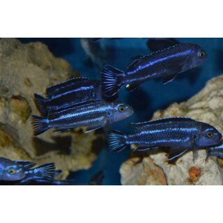 Melanochromis sp. maingano 3 - 3,5  cm