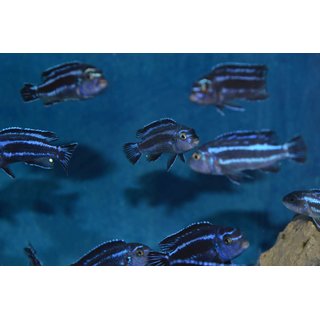 Melanochromis sp. maingano 4 - 5  cm