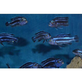 Melanochromis sp. maingano 3 - 3,5  cm