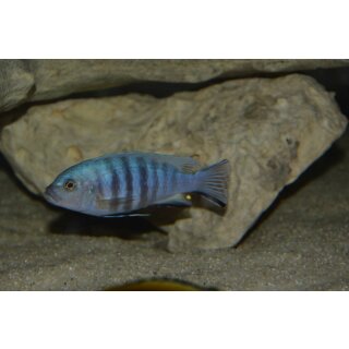 Pseudotropheus sp.kingsizei  4  cm