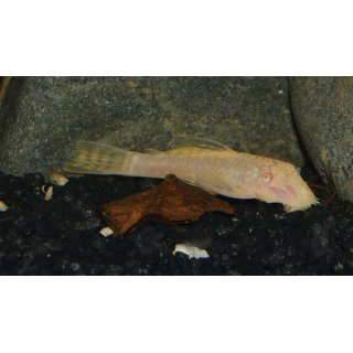 Ancistrus albino 3 - 4 cm