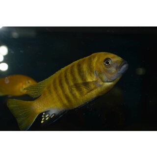 Metriaclima sp. "zebra Gold" nkhata bay WF 7 - 9 cm