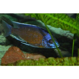 Copadichromis borleyi kadango red fin 5 - 6 cm