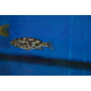 Nimbochromis livingstonii 7 - 10 cm