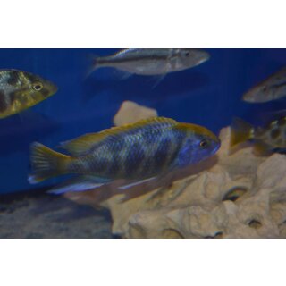 Nimbochromis venustus 5 - 7 cm