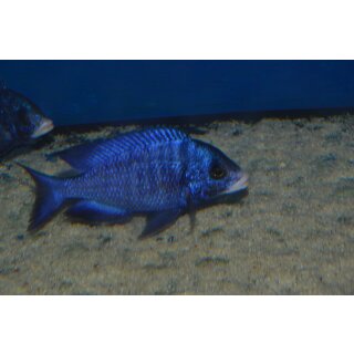 Placidochromis phenochilus Mdoka white lips 4 - 5 cm