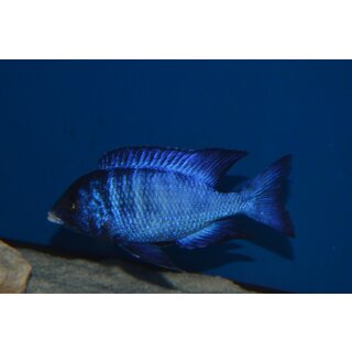 Placidochromis phenochilus Mdoka white lips 4 - 5 cm