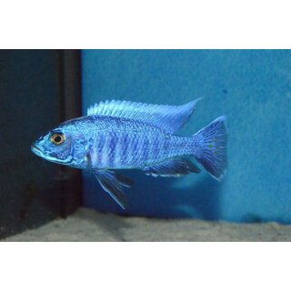 Sciaenochromis fryeri 6 - 8 cm