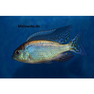 Lethrinops spe. red cap 4 - 6 cm