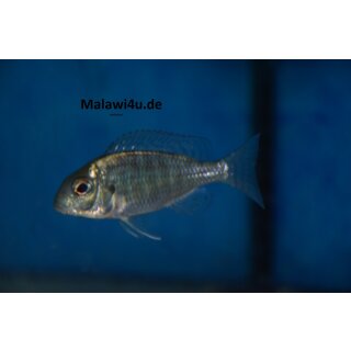 Lethrinops spe. red cap 4 - 6 cm