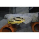 Melanochromis auratus 3 - 4  cm