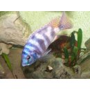 Placidochromis milomo ROT VC10 / 4 - 6 cm