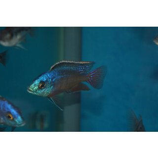 Protomelas red empress 5 - 6 cm