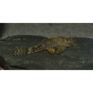 Ancistrus 4 - 5 cm