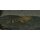 Ancistrus 4 - 5 cm