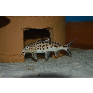Synodontis multipunktatus 12 - 14 cm