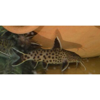 Synodontis lucipinis 3 - 4 cm