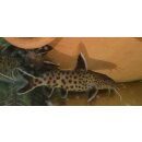 Synodontis lucipinis 3 - 4 cm