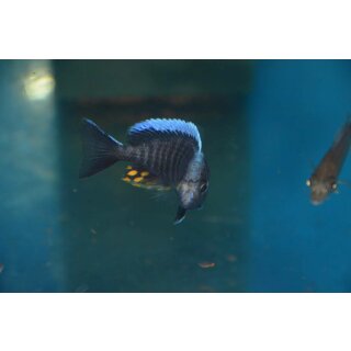 Aulonocara maylandi kandeenisis 4 - 6 cm
